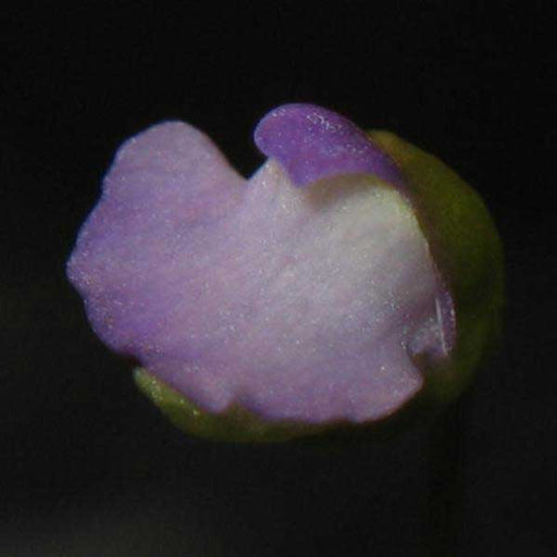 Utricularia simplex | | Carnivorous Plant Nursery