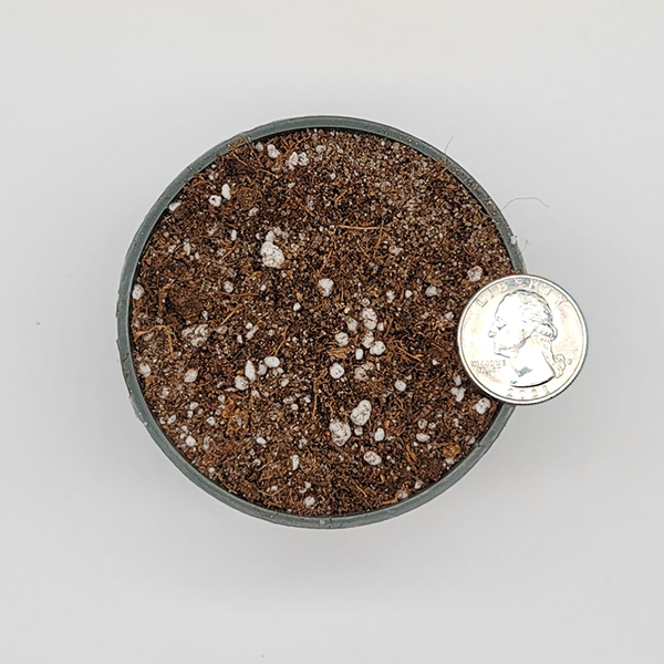 Upper Bog Soil Mix | | Carnivorous Plant Nursery