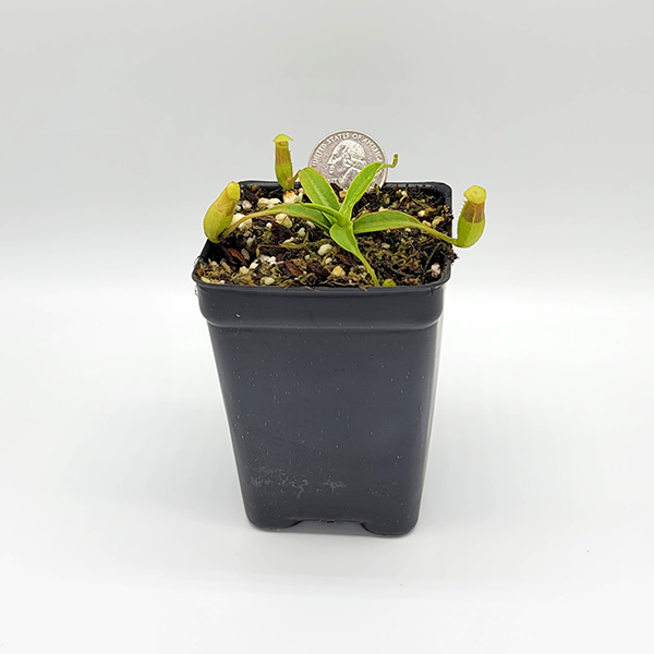 Nepenthes ventricosa | Small - 2.5" Potted | Carnivorous Plant Nursery
