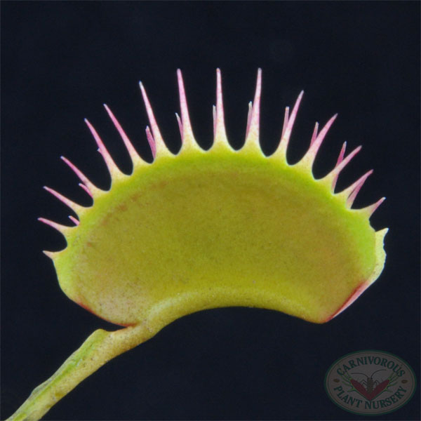 Venus Flytrap - Big Mouth | | Carnivorous Plant Nursery