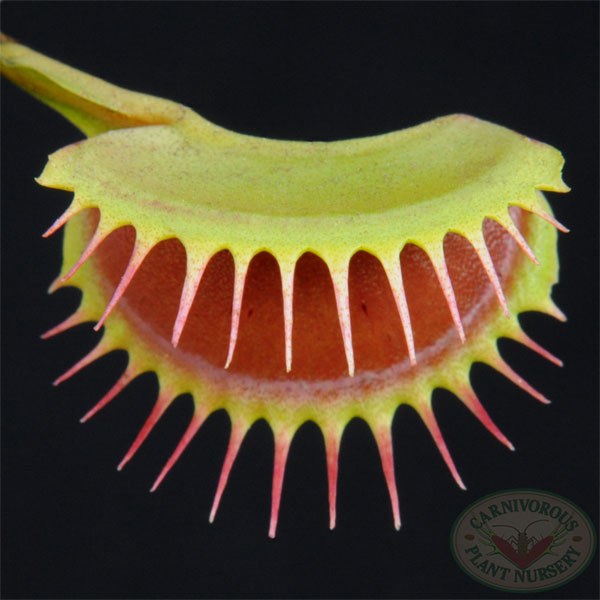 Venus Flytrap - Big Mouth | | Carnivorous Plant Nursery
