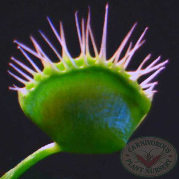 Venus Flytrap - Cross Teeth | | Carnivorous Plant Nursery