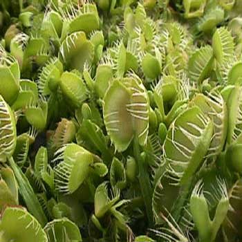 Venus Flytrap - Cross Teeth | | Carnivorous Plant Nursery