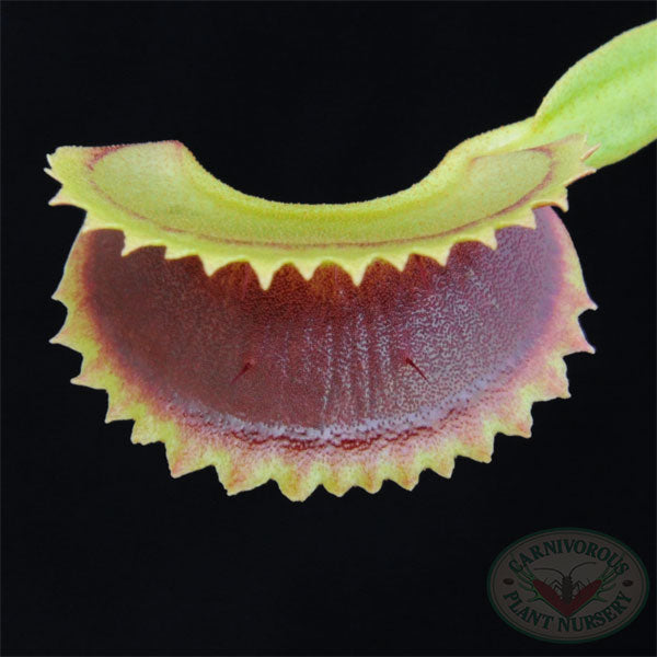 Venus Flytrap - Dentate Traps | | Carnivorous Plant Nursery