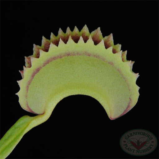 Venus Flytrap - Dentate Traps | | Carnivorous Plant Nursery