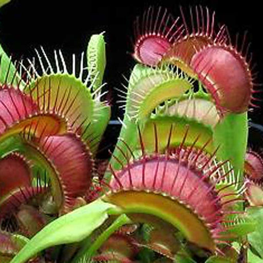 Venus Flytrap - Dingley Giant | | Carnivorous Plant Nursery