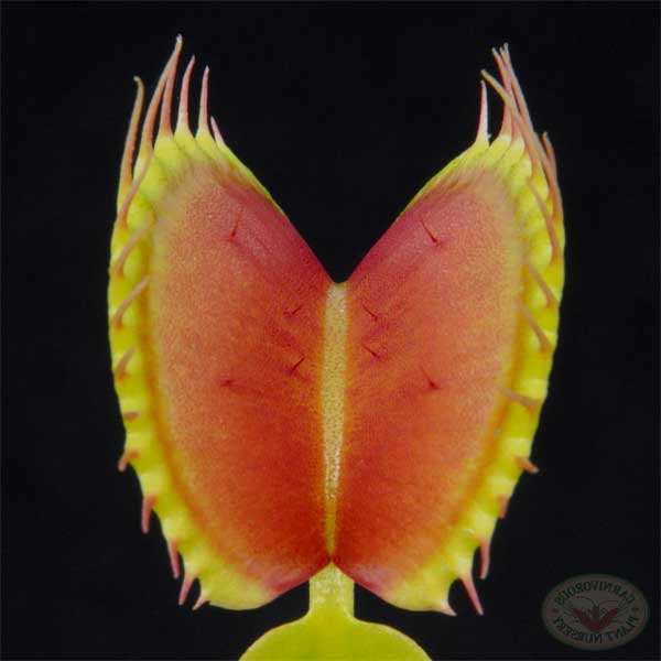Venus Flytrap - King Henry | | Carnivorous Plant Nursery