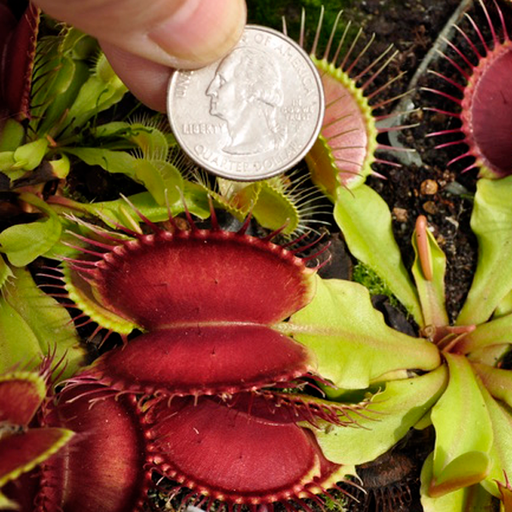 Venus Flytrap - SD Kronos | | Carnivorous Plant Nursery