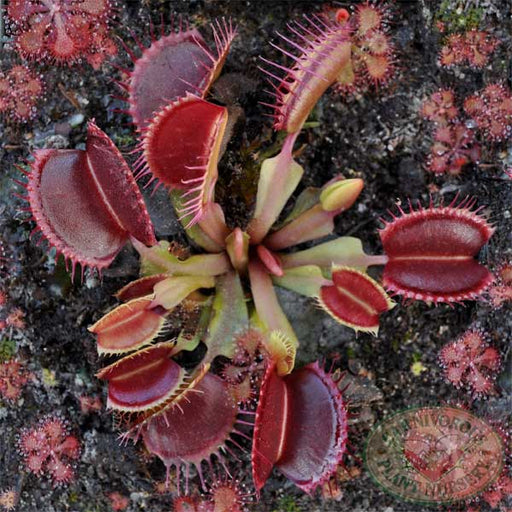 Venus Flytrap Seeds | | Carnivorous Plant Nursery