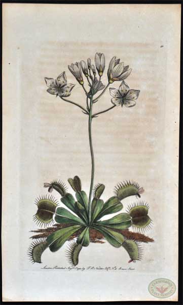 Lithograph Venus Flytrap Nodder, 1790 | | Carnivorous Plant Nursery