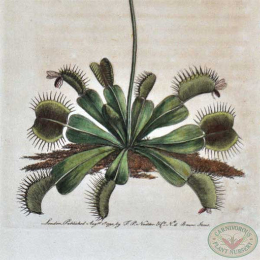 Lithograph Venus Flytrap Nodder, 1790 | | Carnivorous Plant Nursery