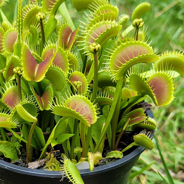 Venus Flytrap - Pinnacle | | Carnivorous Plant Nursery