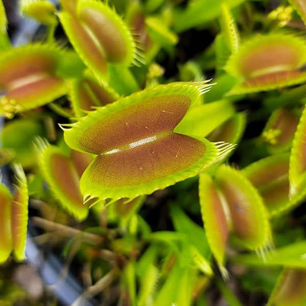 Venus Flytrap - Pinnacle | | Carnivorous Plant Nursery