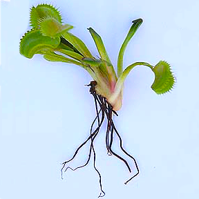 Venus flytrap roots