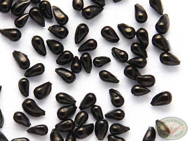 Class Set - Carnivorous Plants From Seeds | | Carnivorous Plant Nursery