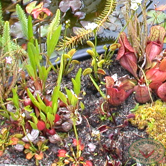 Types of Carnivorous Plants