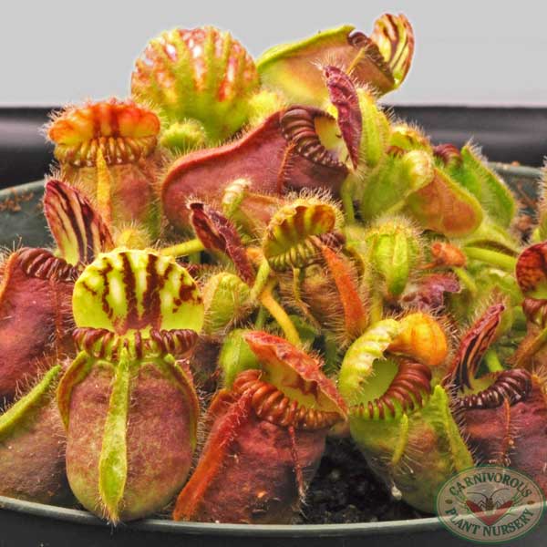 Growing Tips for Cephalotus