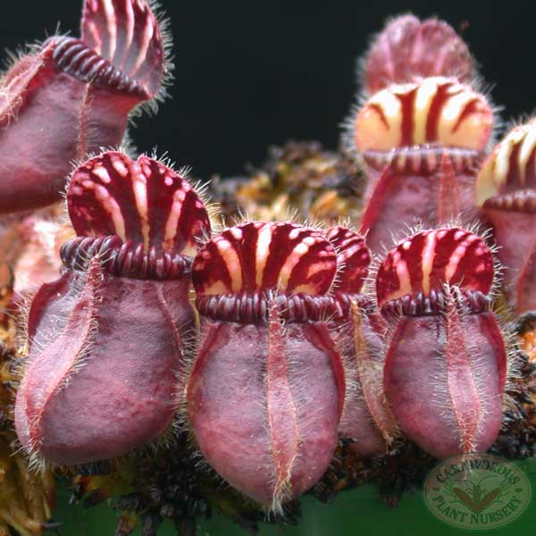 Cephalotus