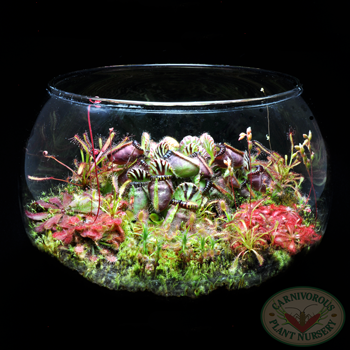 Colin Szesze's Carnivorous Plant Terrarium