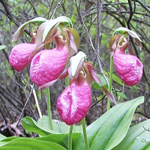 Growing Tips for Upland Orchids