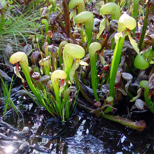 Growing Tips for Cobra Lilies