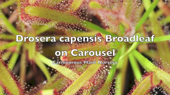 Drosera capensis broadleaf on carousel