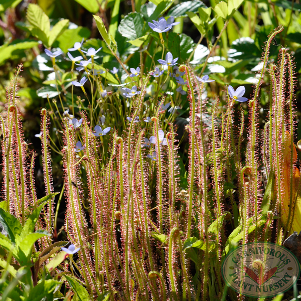 Growing Tips for Sundews