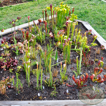 Carnivorous Plant display bed