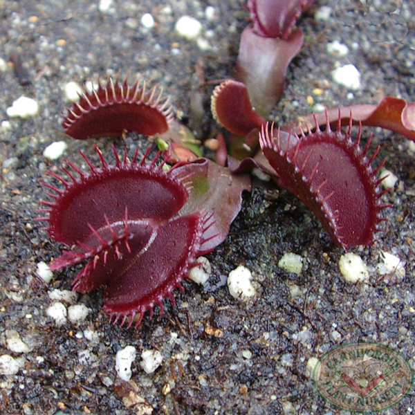 Double trap Venus flytrap