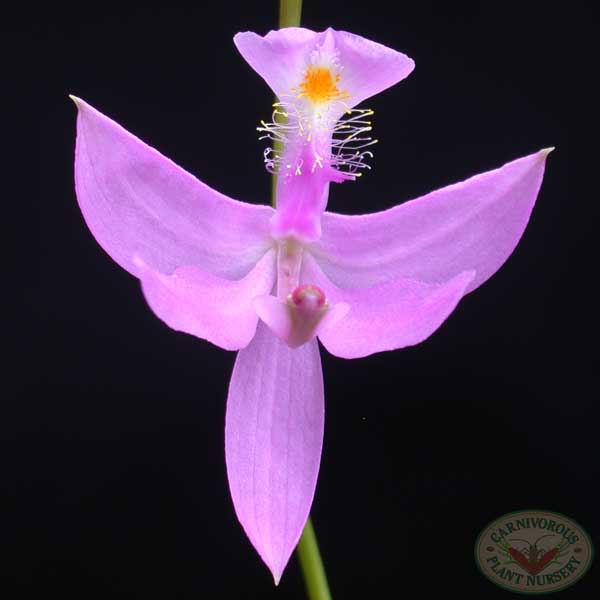 Grass Pink Flower