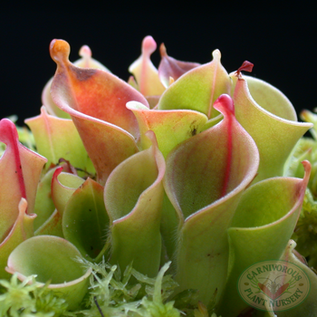 Growing Tips for Heliamphora
