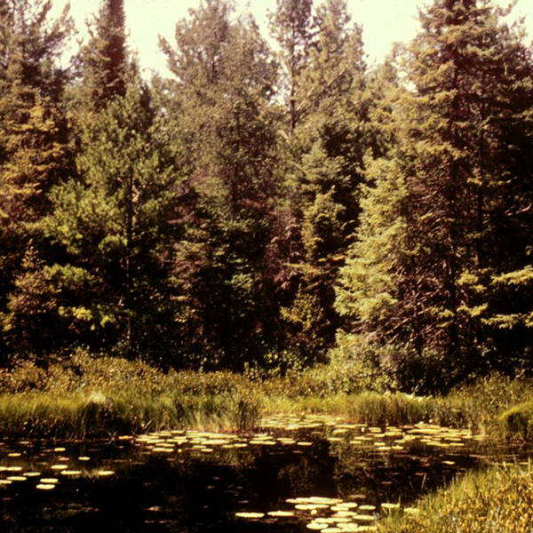 Michigan Bog