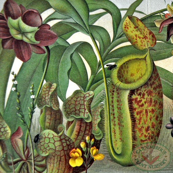 Carnivorous Plant Antique Prints
