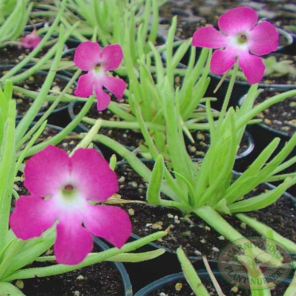 Growing Tips for Tropical Butterworts