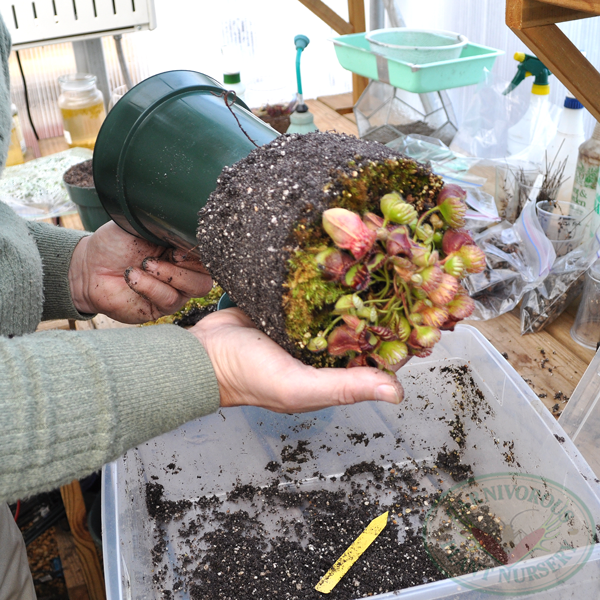 Potting Cephalotus