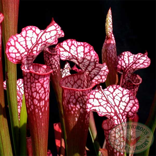 Sarracenia