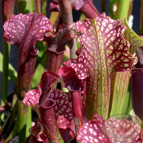 Sarracenia x Judith Hindle CP Hybrid