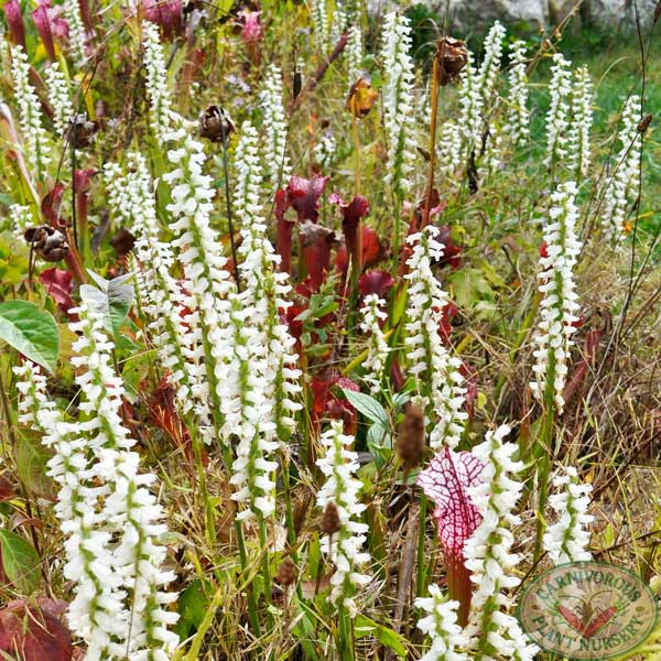 Growing Tips for Bog Orchids