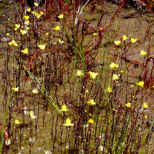 Growing Tips for Terrestrial Bladderworts
