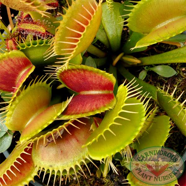 Venus flytraps