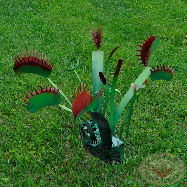 Venus Flytrap Sculpture Outdoor Venus Flytrap Art Carnivorous