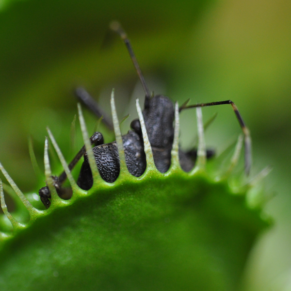 Uses of Carnivorous Plants