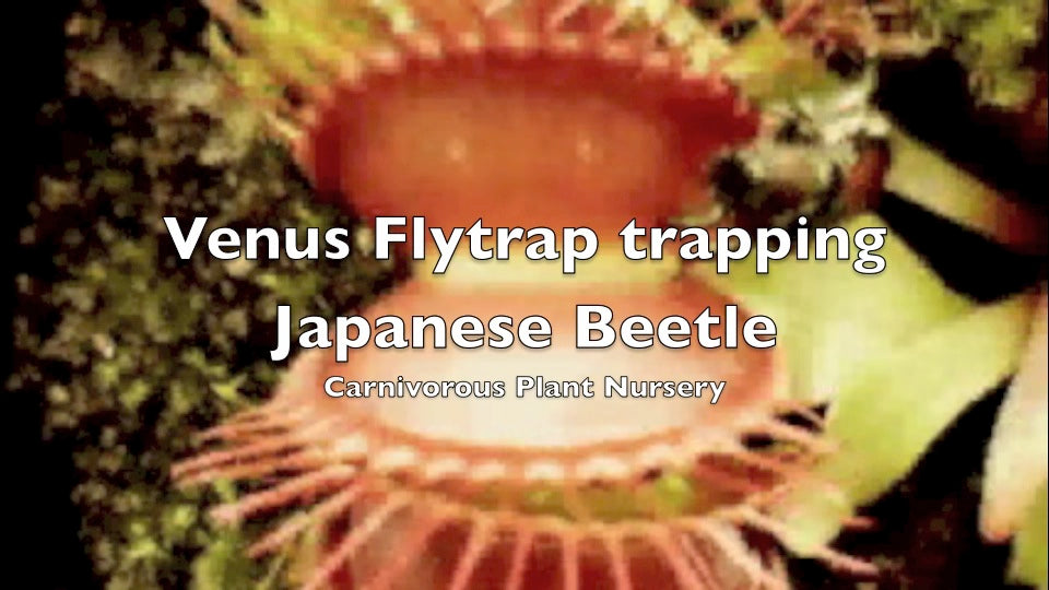 Venus flytrap movies