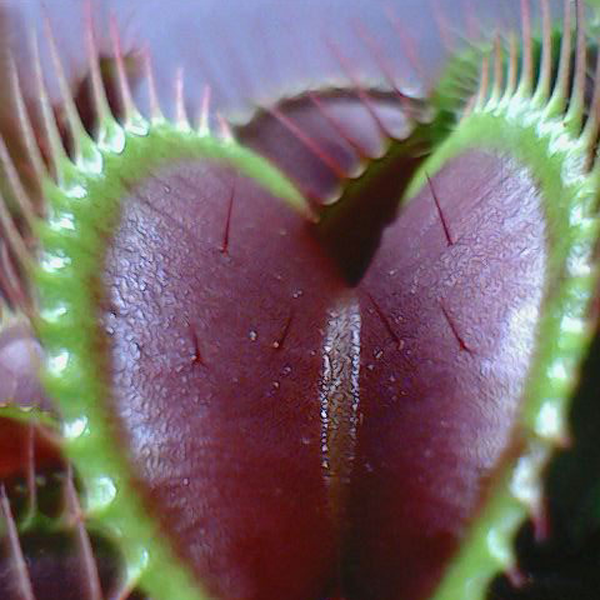 Advanced Carnivorous Plant Research Ideas