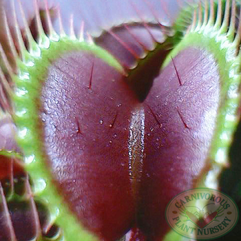 Free Lab Activity - Venus Flytrap Closure Speed