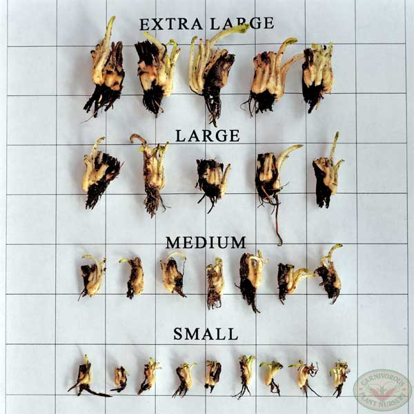 Sizes of Our Carnivorous Plants