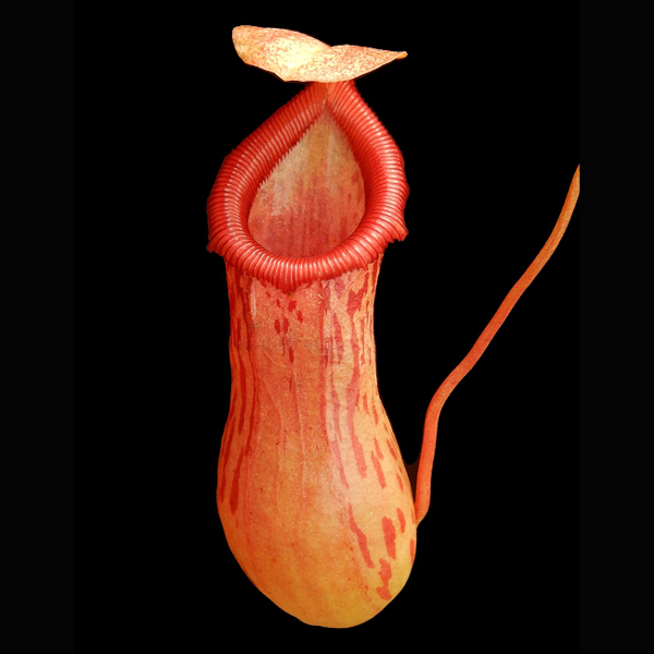 Nepenthes ventricosa x burkei