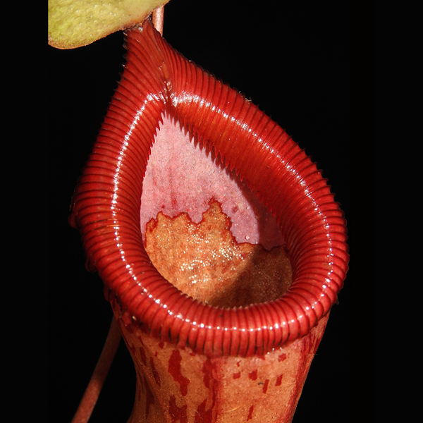 Nepenthes ventricosa x burkei