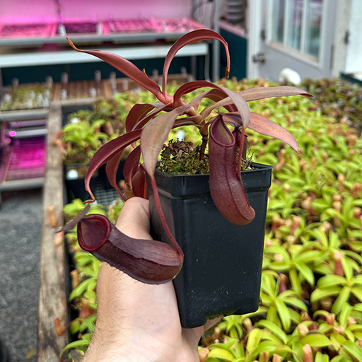 Nepenthes x Rebecca Soper