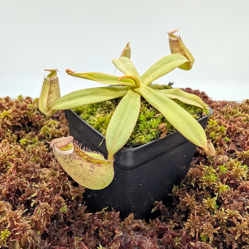 Nepenthes albomarginata | Small 2.5" Potted | Carnivorous Plant Nursery